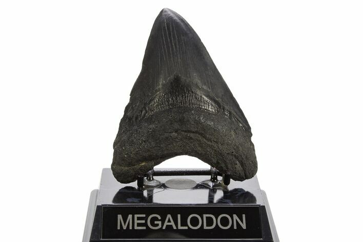 Fossil Megalodon Tooth - South Carolina #332071